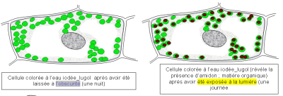 Schéma d'interprétation de l'observation microscopique de cellules de feuille d'Élodée exposées ou non à la lumière, montées dans l'eau iodée