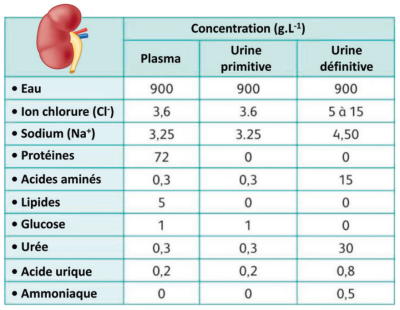 Composition des urines primitive et définitive chez un patient sain